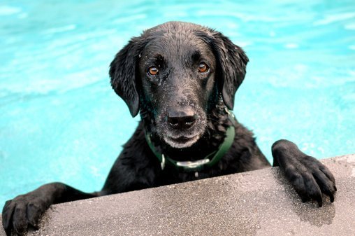 swimming lab